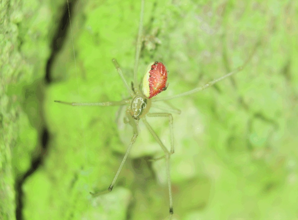 Enoplognatha_ovata-3.jpg