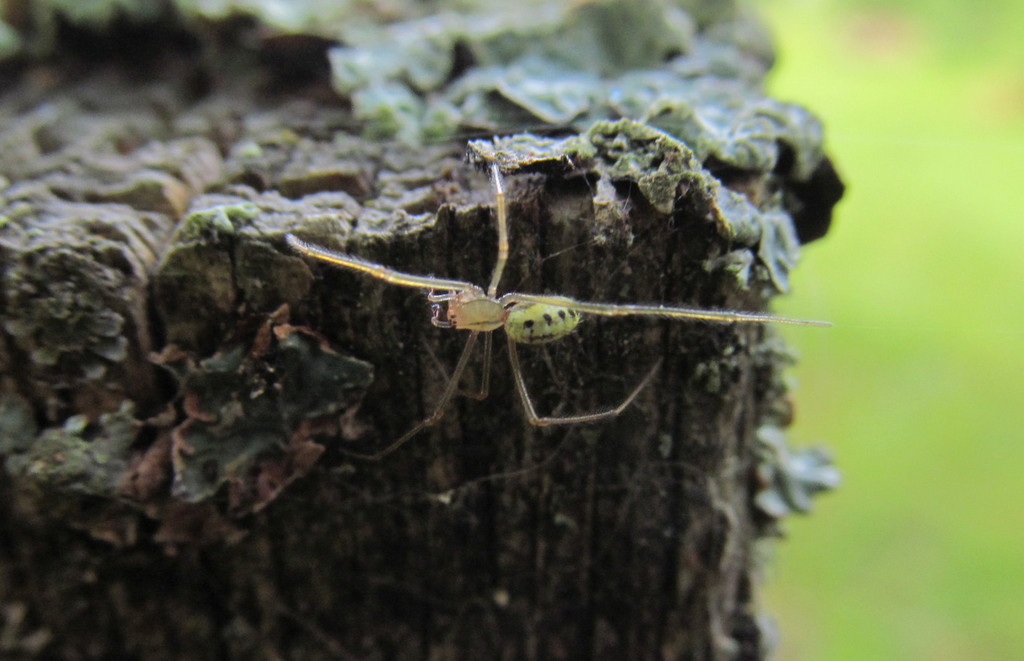 Enoplognatha_ovata-4.jpeg