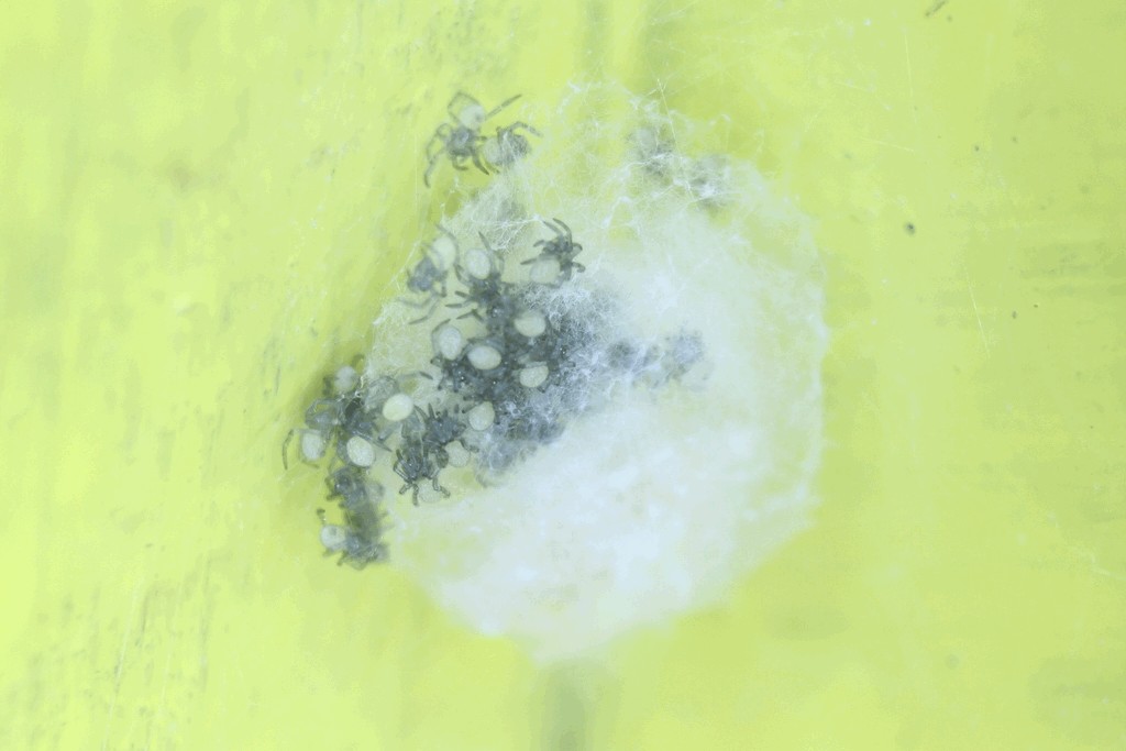 Enoplognatha_ovata-6.jpg