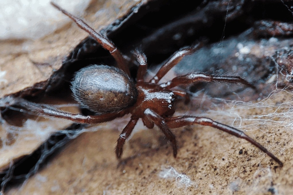 Enoplognatha_thoracica-1.jpg