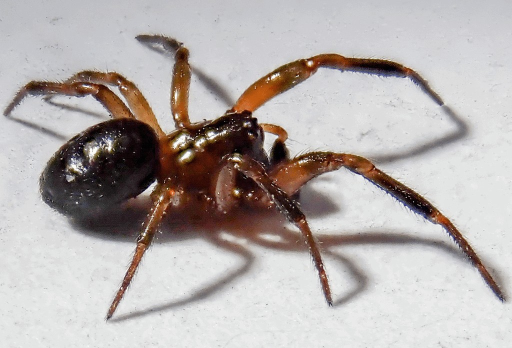 Enoplognatha_thoracica-2.jpg