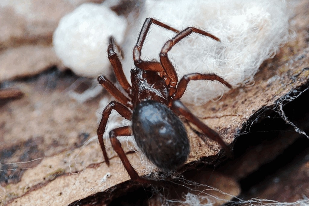 Enoplognatha_thoracica-4.jpg