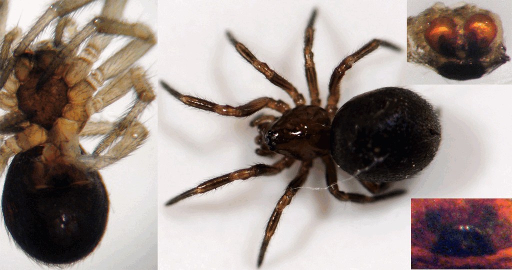 Enoplognatha_thoracica-5.jpg