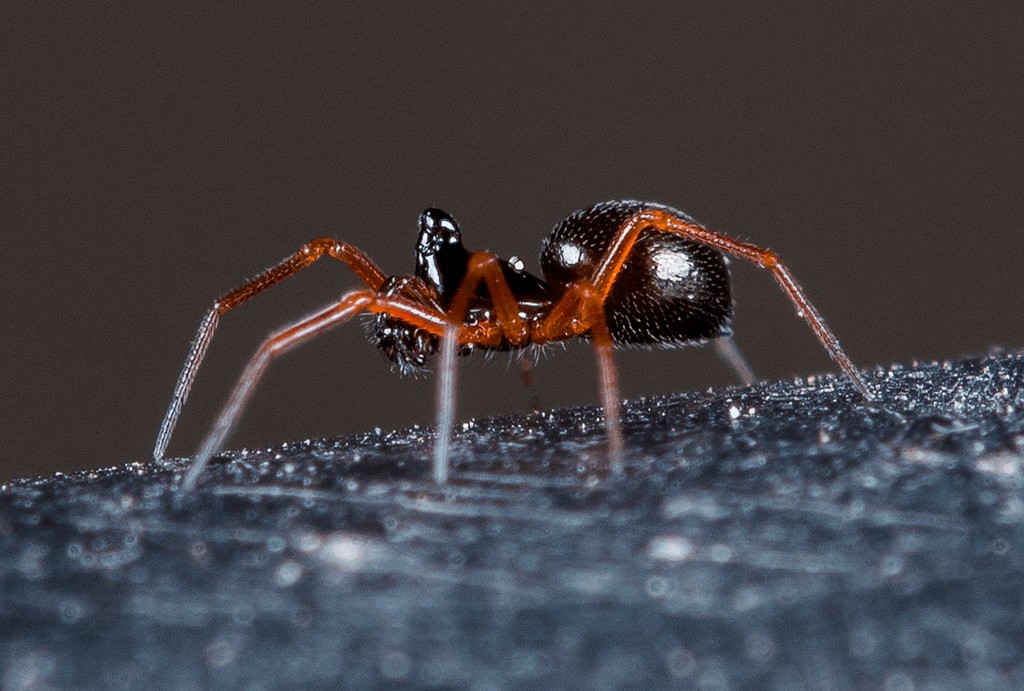 Entelecara_acuminata-1.jpg