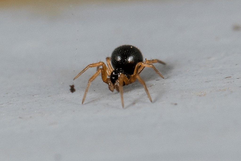 Entelecara_acuminata-2.jpg
