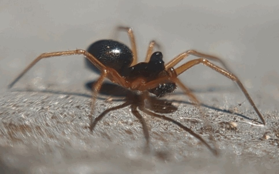 Entelecara_acuminata-3.jpg