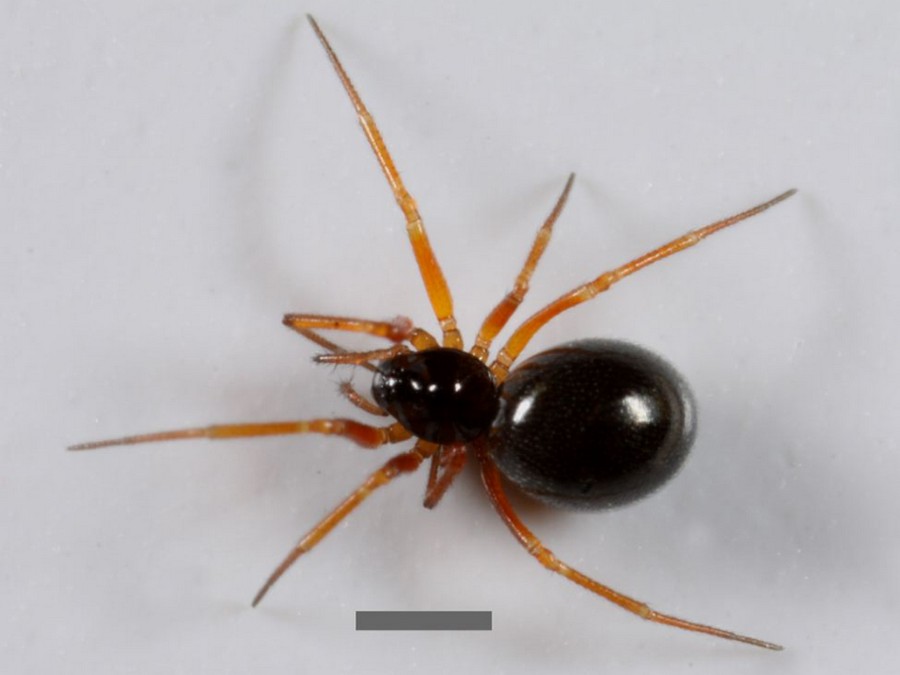 Entelecara_acuminata-4.jpg