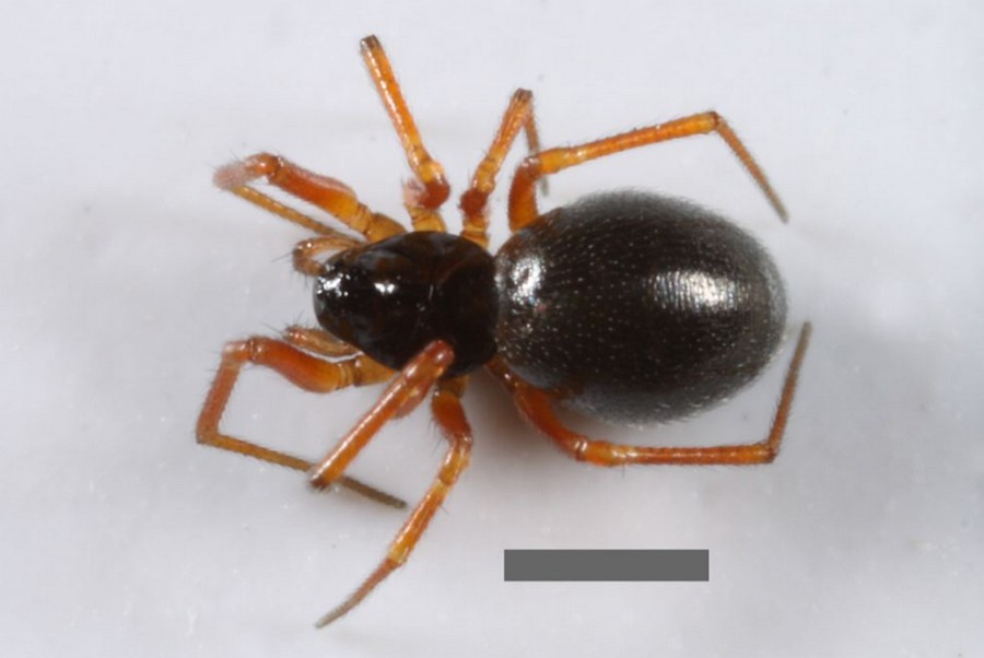 Entelecara_congenera-1.jpg