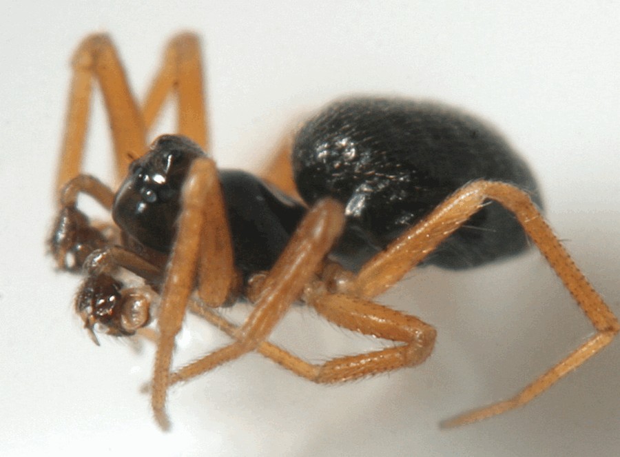 Entelecara_congenera-3.jpg