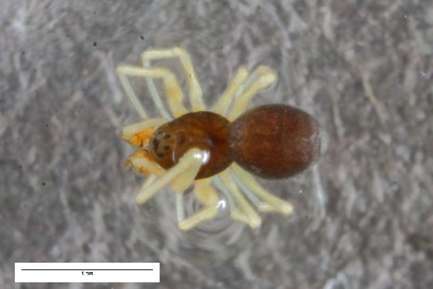 Entelecara_flavipes-1.jpg