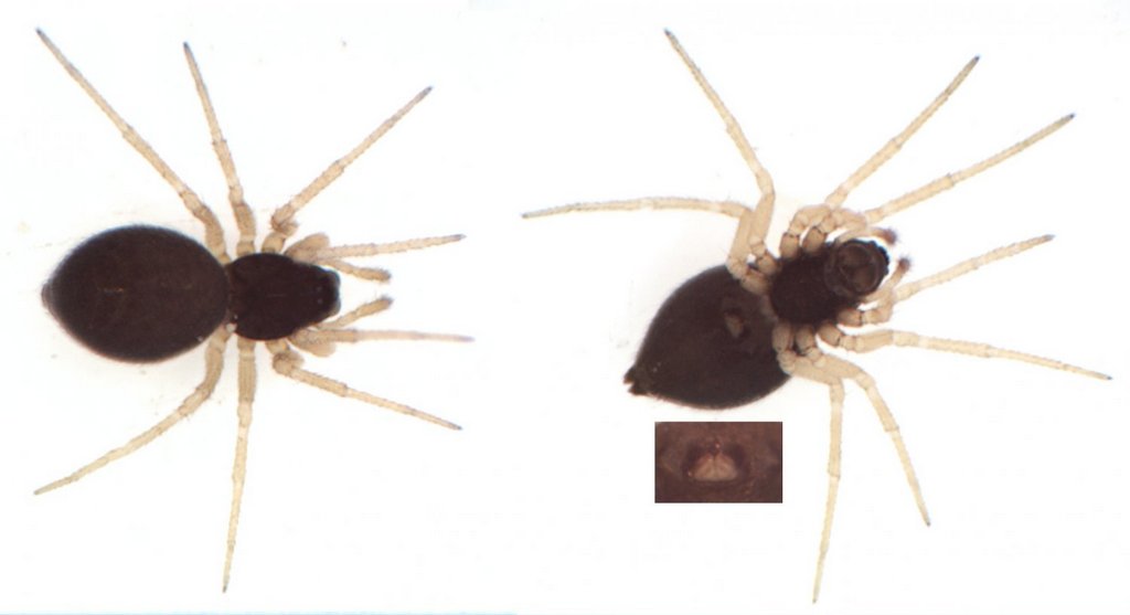 Entelecara_flavipes-2.jpg