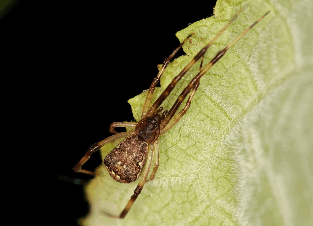 Episinus_angulatus-1.jpg