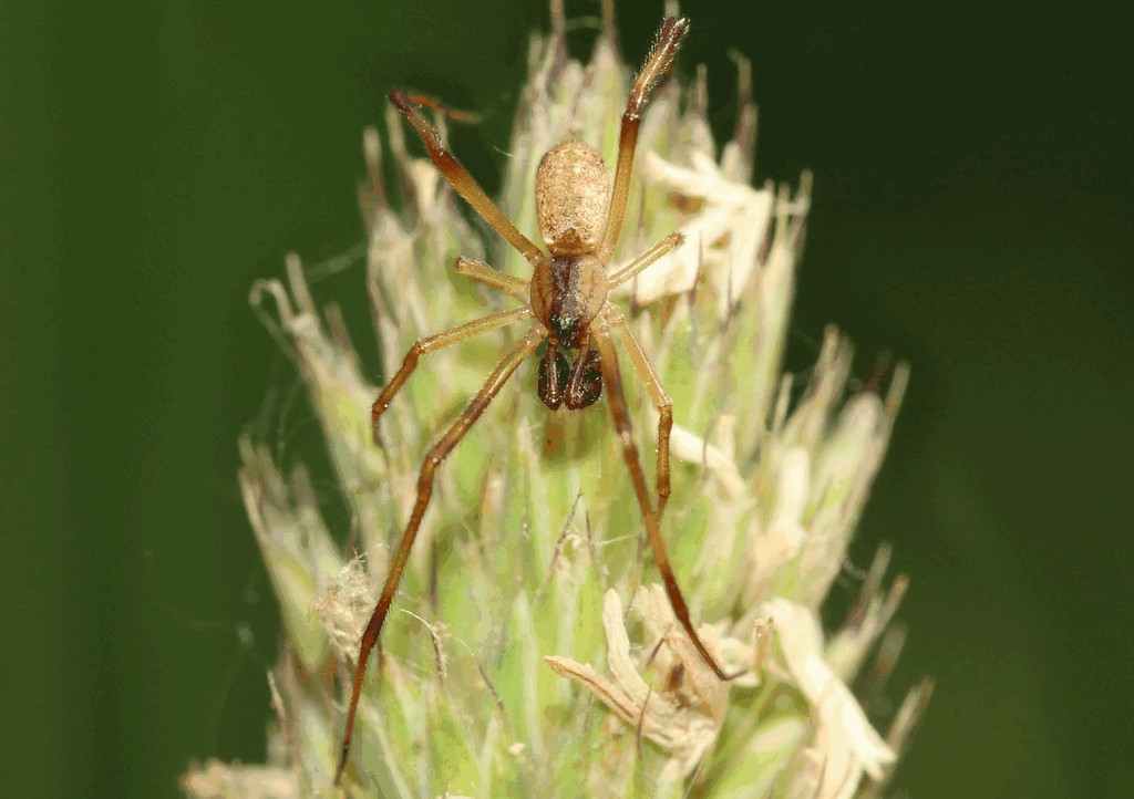 Episinus_angulatus-2.jpg