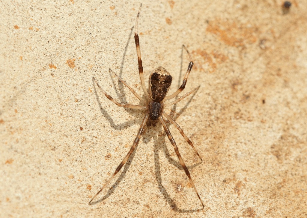 Episinus_angulatus-3.jpg