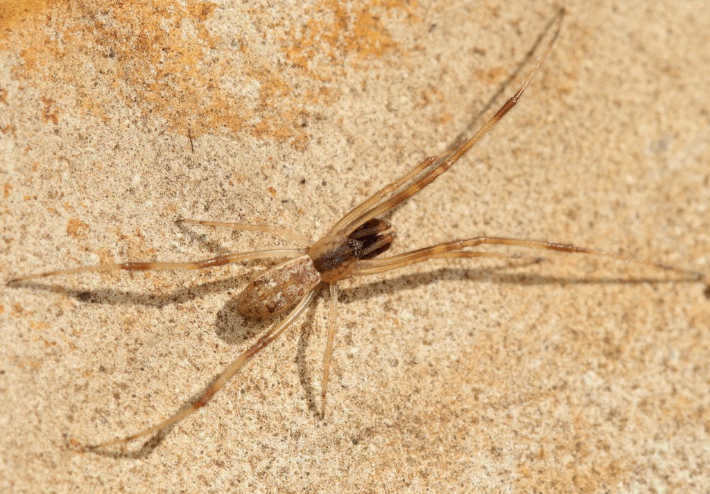 Episinus_angulatus-5.jpg