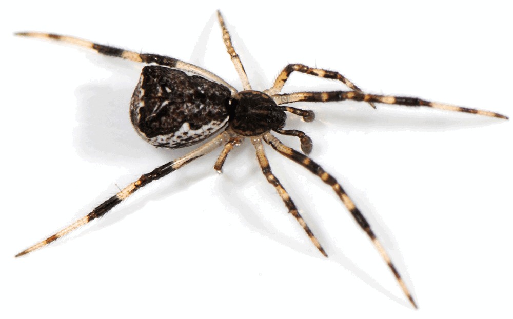 Episinus_angulatus-6.jpg