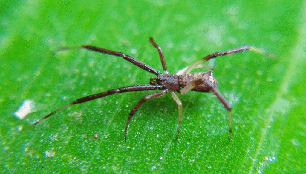 Episinus_truncatus-1.jpg
