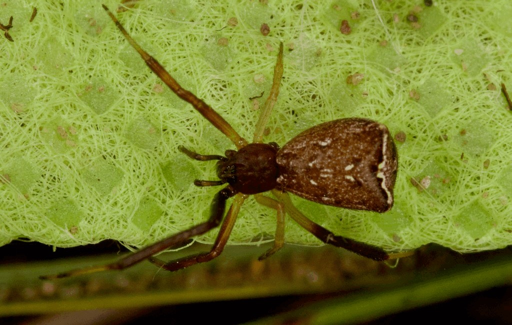 Episinus_truncatus-2.jpg
