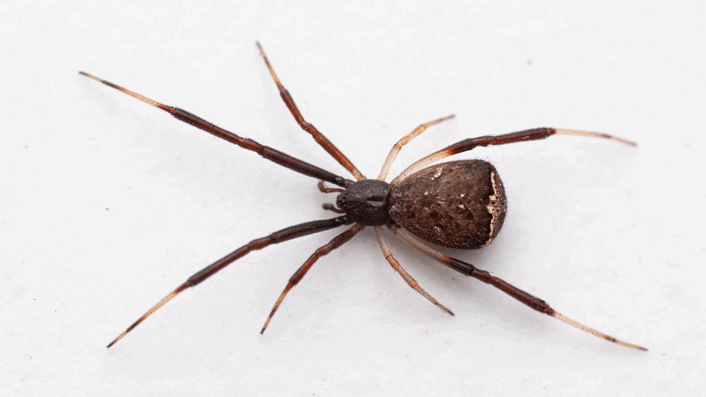 Episinus_truncatus-4.jpg