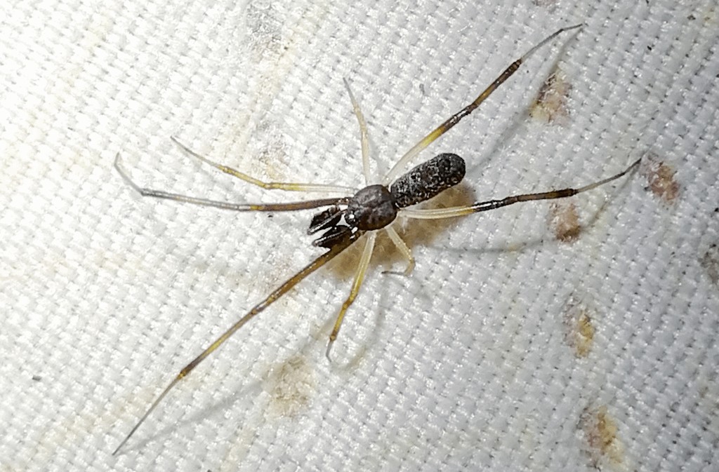 Episinus_truncatus-5.jpg