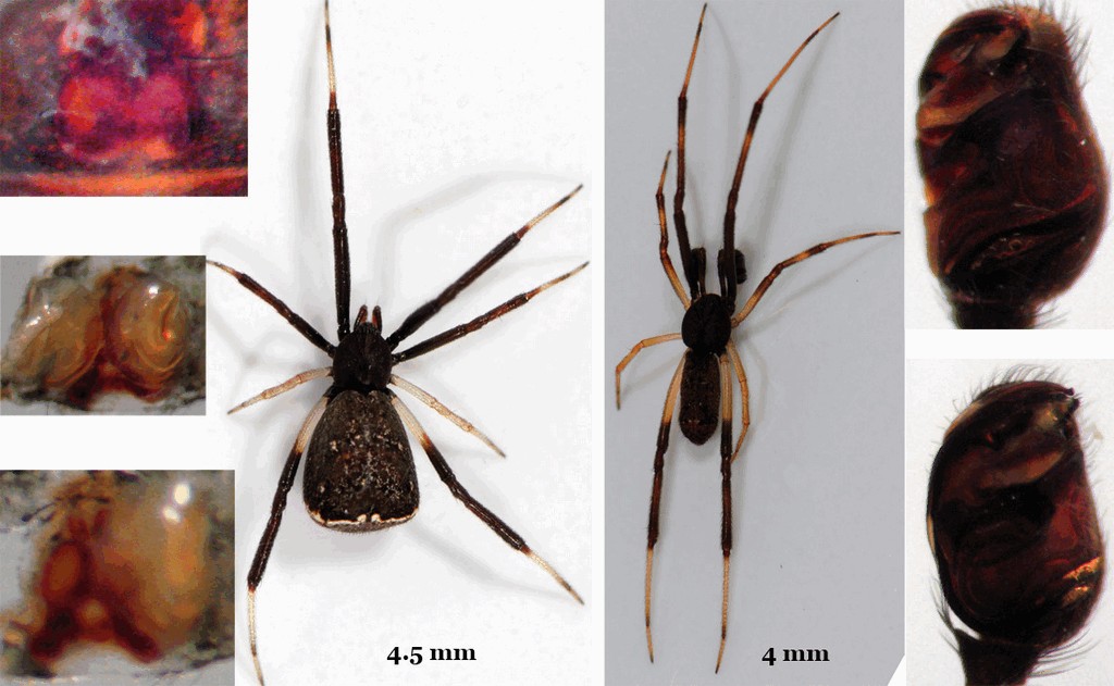 Episinus_truncatus-6.jpg