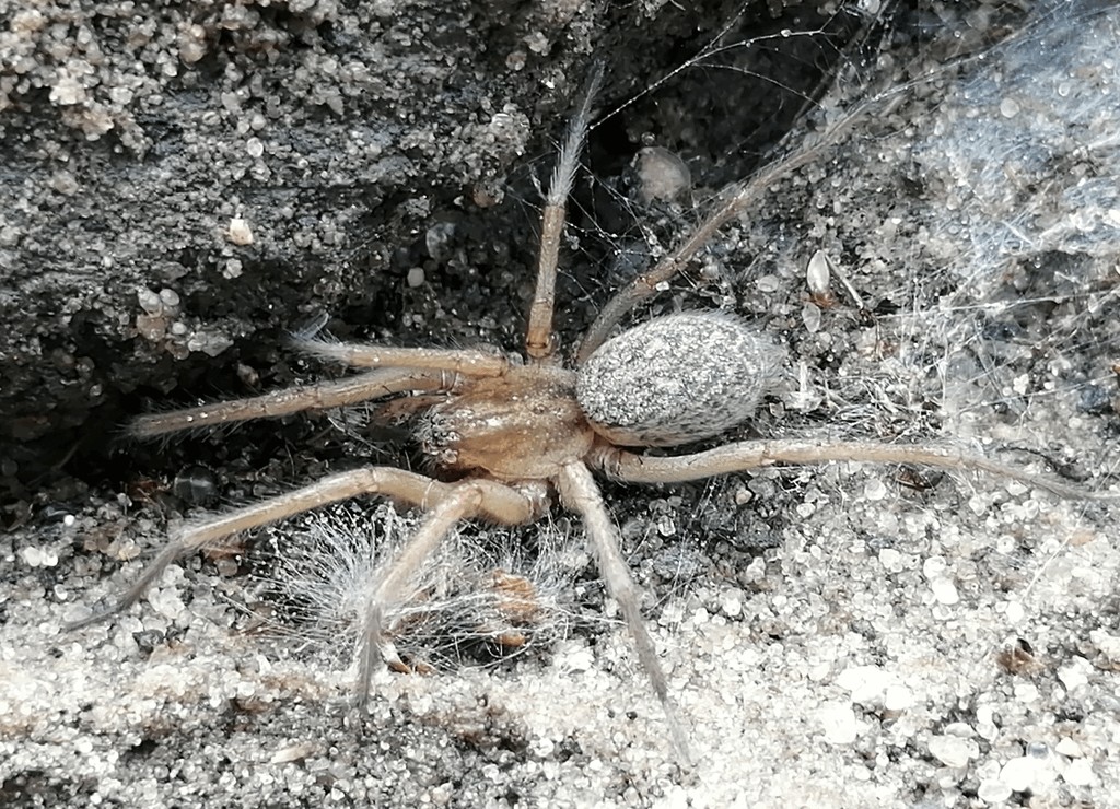 Eratigena_agrestis-2.jpg