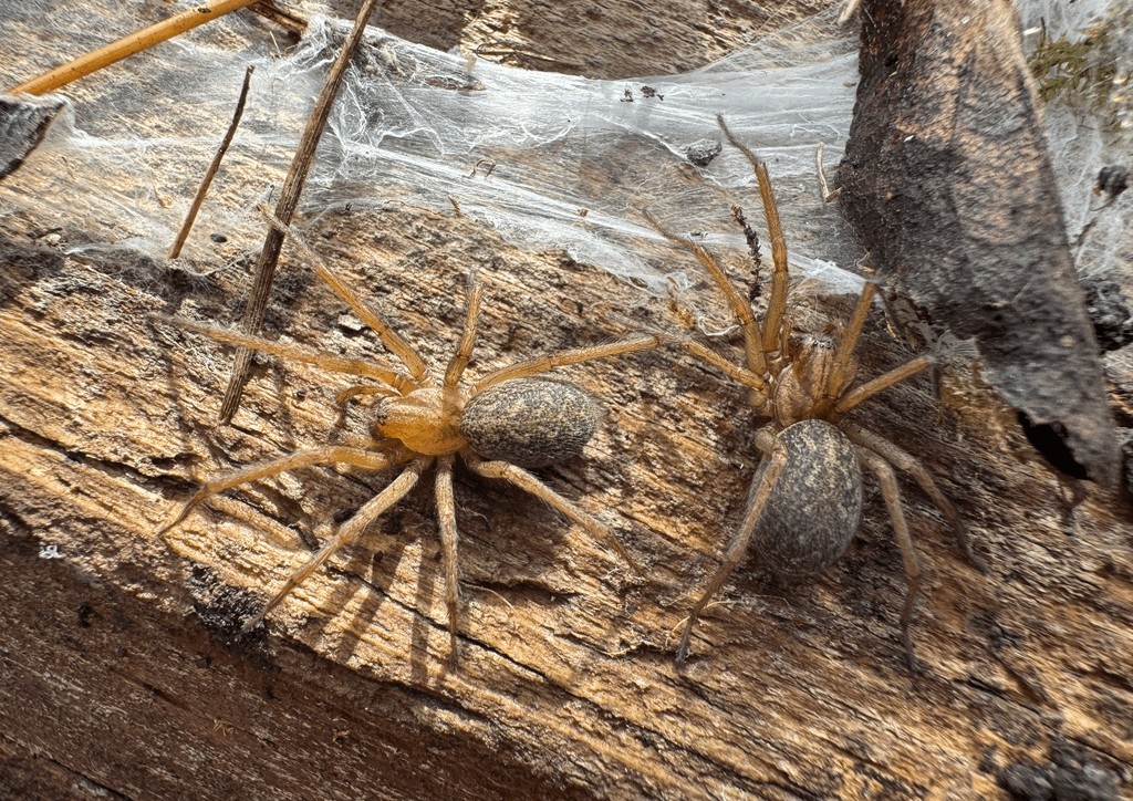 Eratigena_agrestis-3.jpg