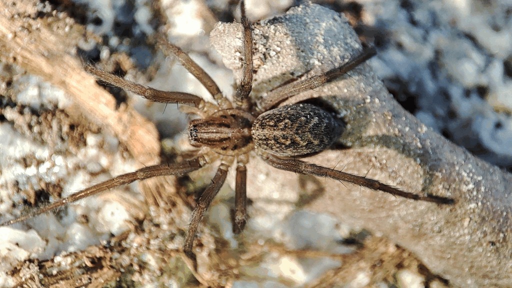 Eratigena_agrestis-4.jpg