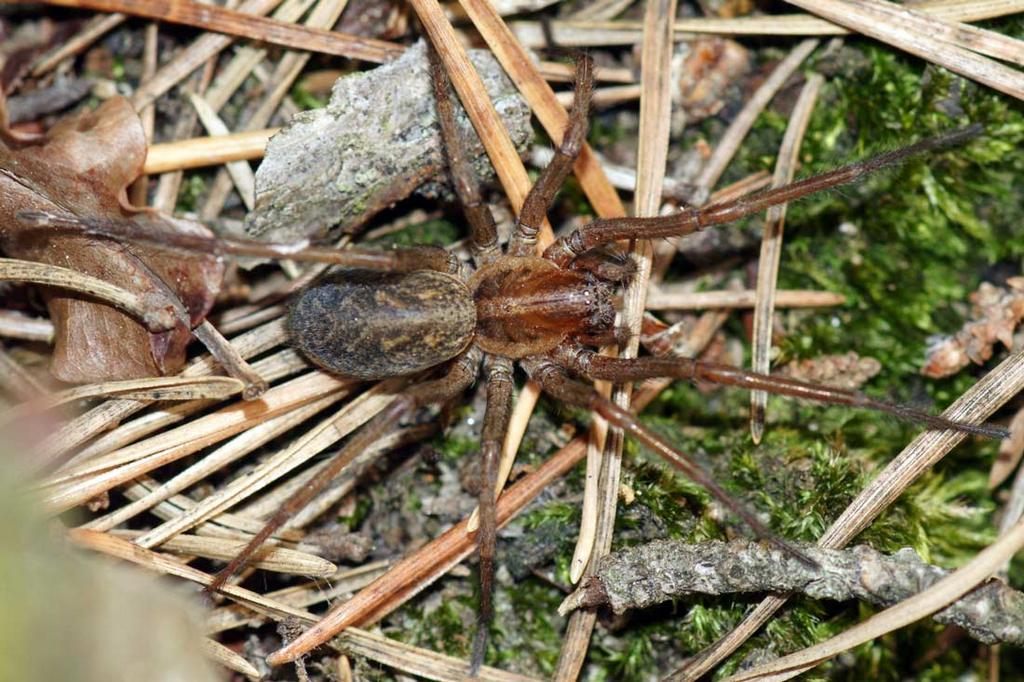 Eratigena_agrestis-5.jpg