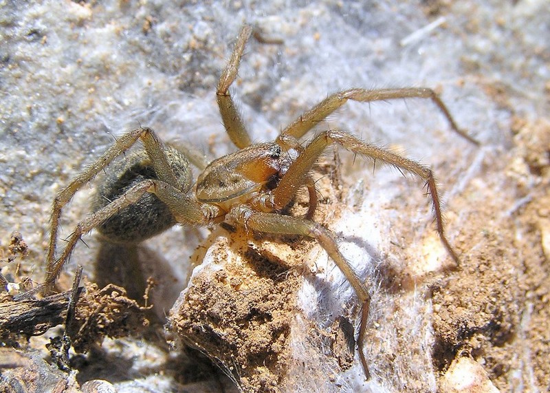 Eratigena_agrestis-6.jpg