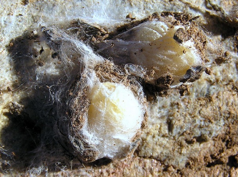 Eratigena_agrestis-7.jpg
