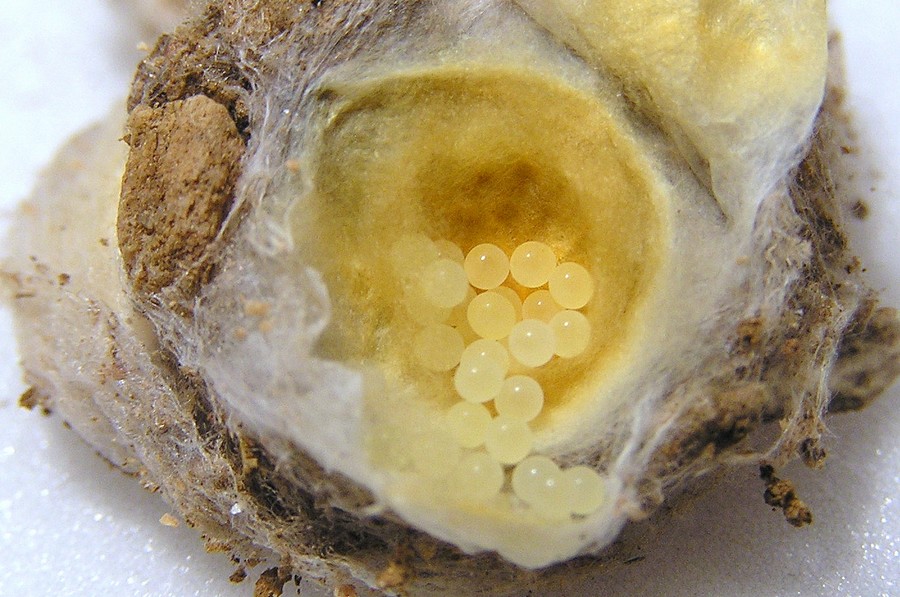 Eratigena_agrestis-8.jpg