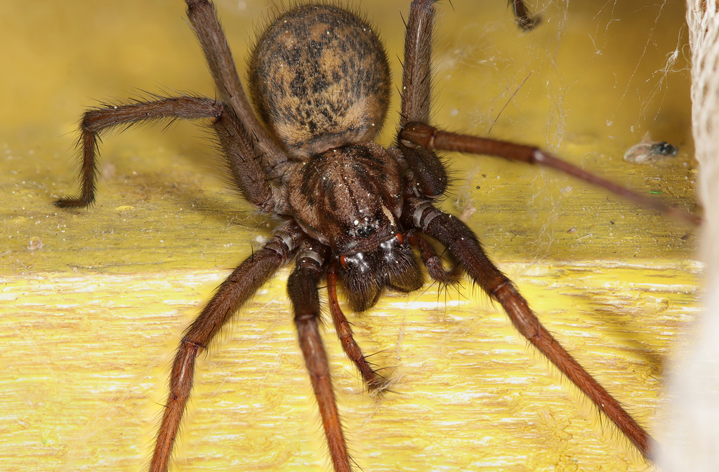 Eratigena_atrica-1.jpg