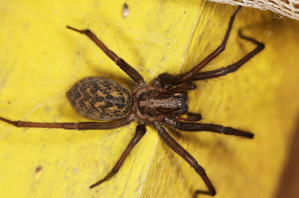 Eratigena_atrica-2.jpg