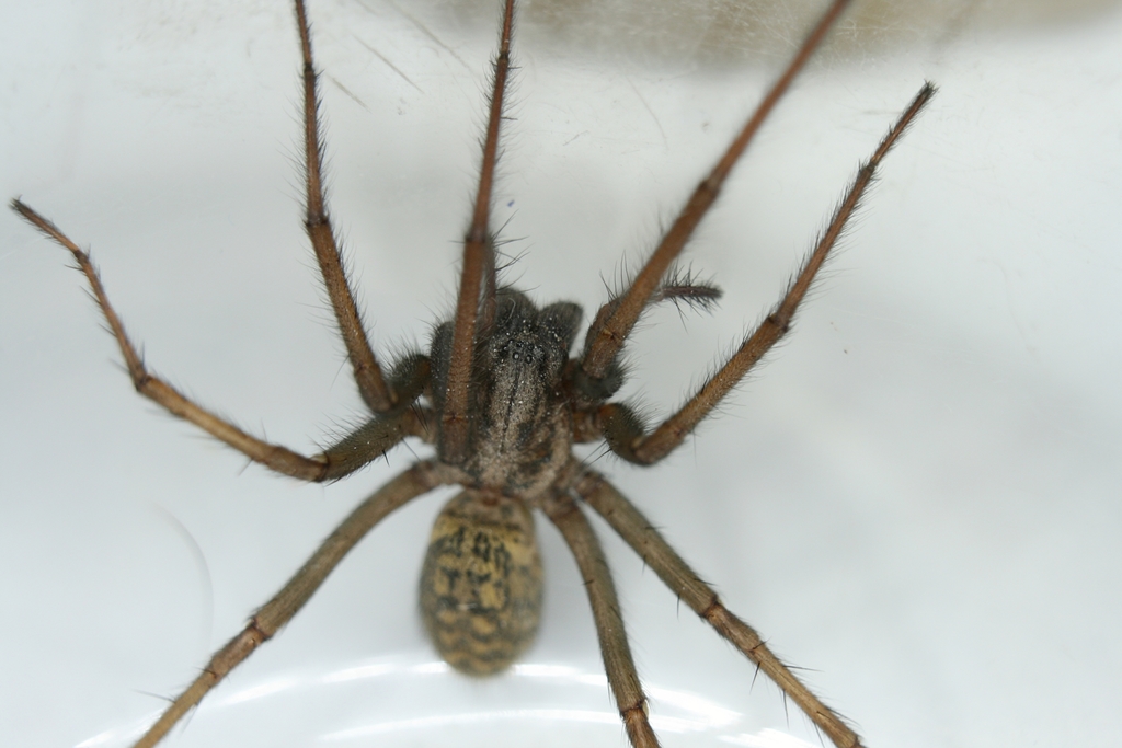 Eratigena_atrica-3.jpg