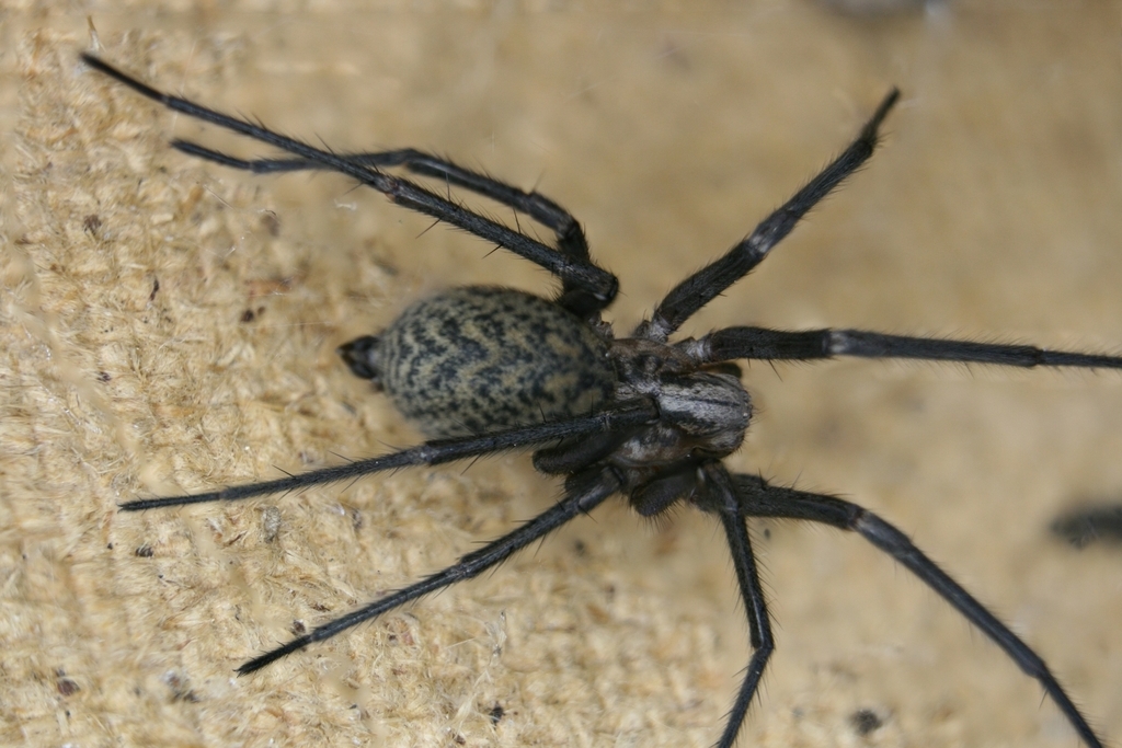 Eratigena_atrica-4.jpg