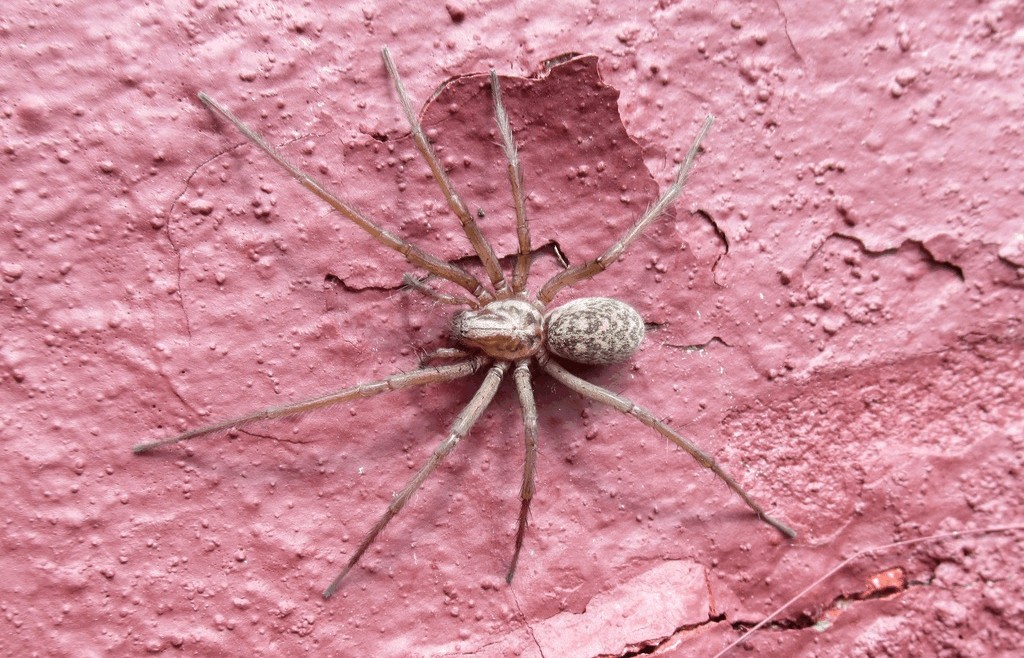 Eratigena_atrica-5.jpg