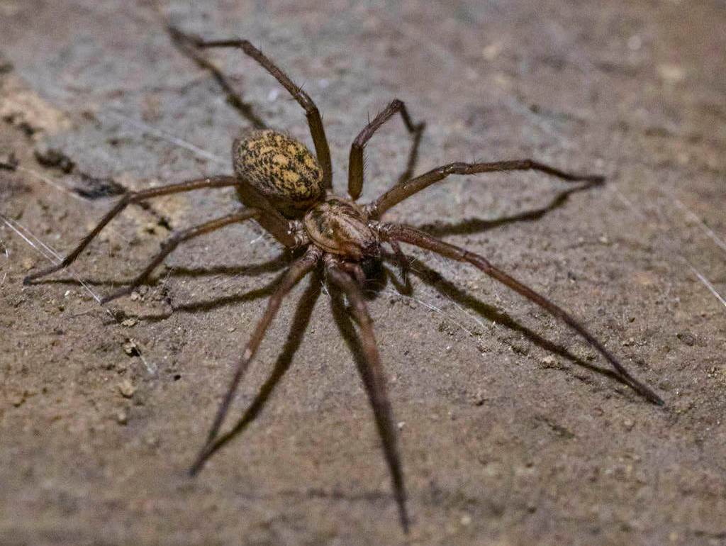 Eratigena_atrica-6.jpg