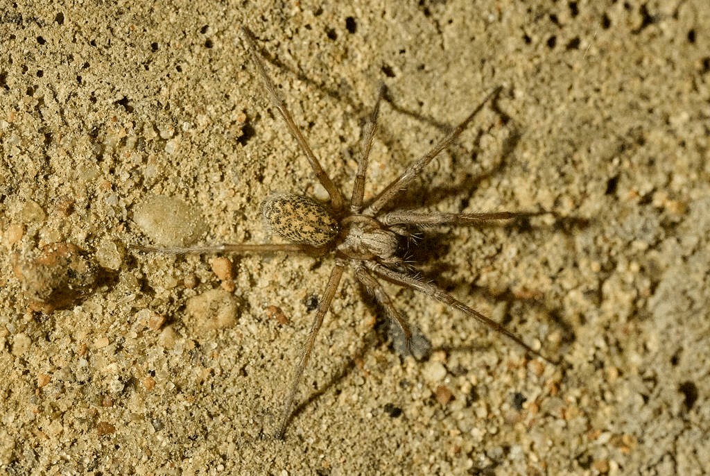 Eratigena_atrica-7.jpg