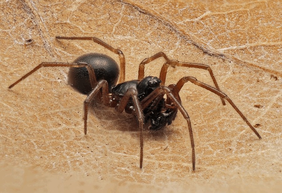 Erigone_atra-1.jpg