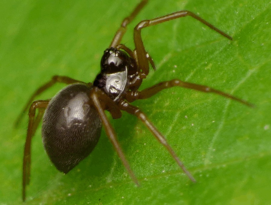 Erigone_atra-2.jpg