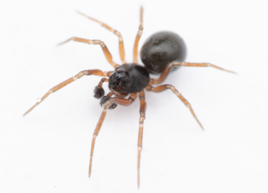 Erigonella_hiemalis-1.jpg