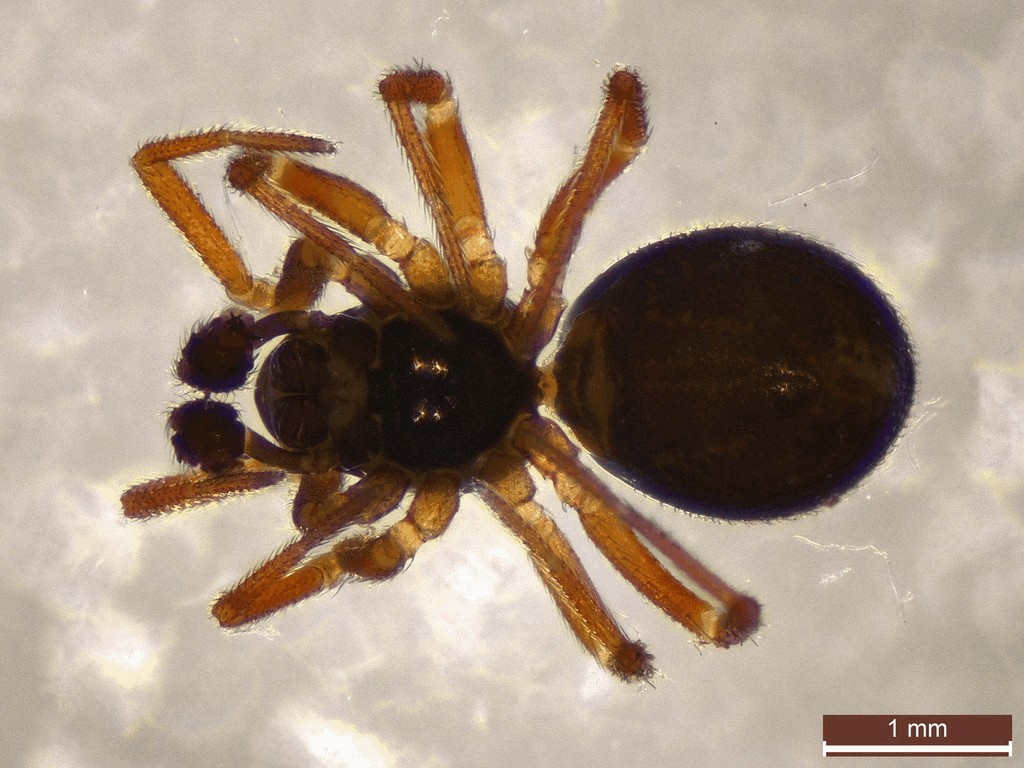 Erigonella_hiemalis-4.jpg