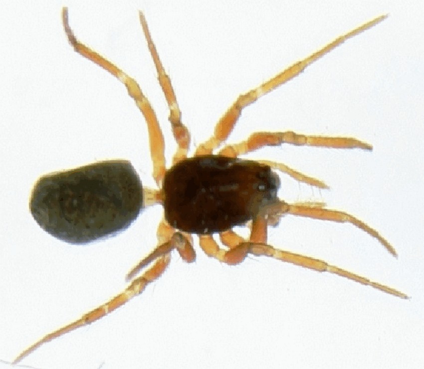 Erigonella_ignobilis-1.jpg