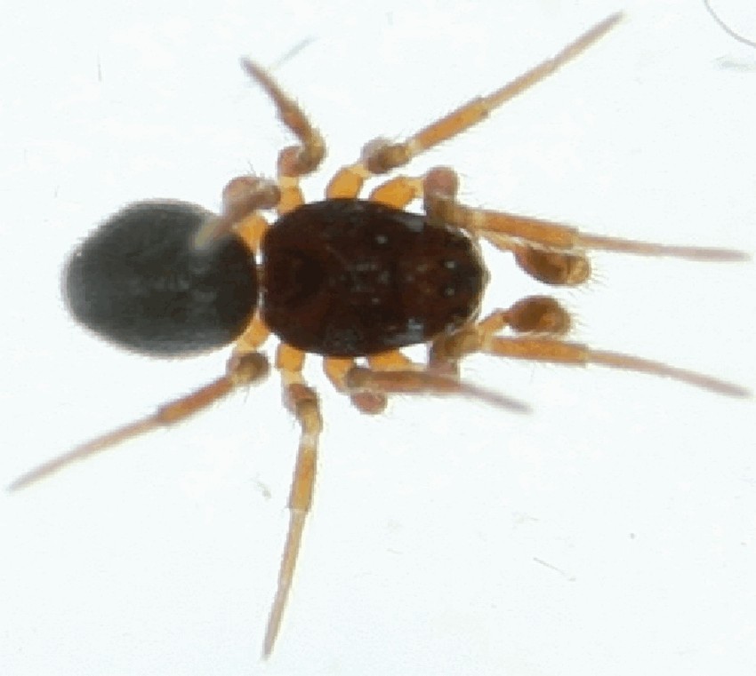 Erigonella_ignobilis-2.jpg
