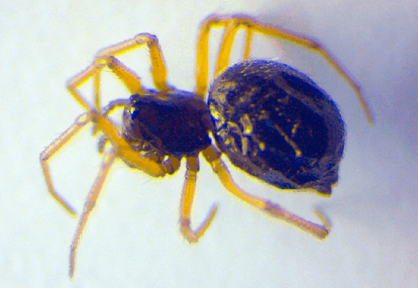 Erigonoplus_foveatus-1.jpg