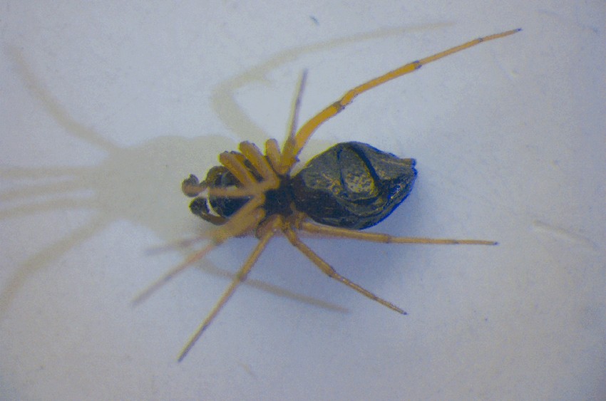 Erigonoplus_foveatus-2.jpg