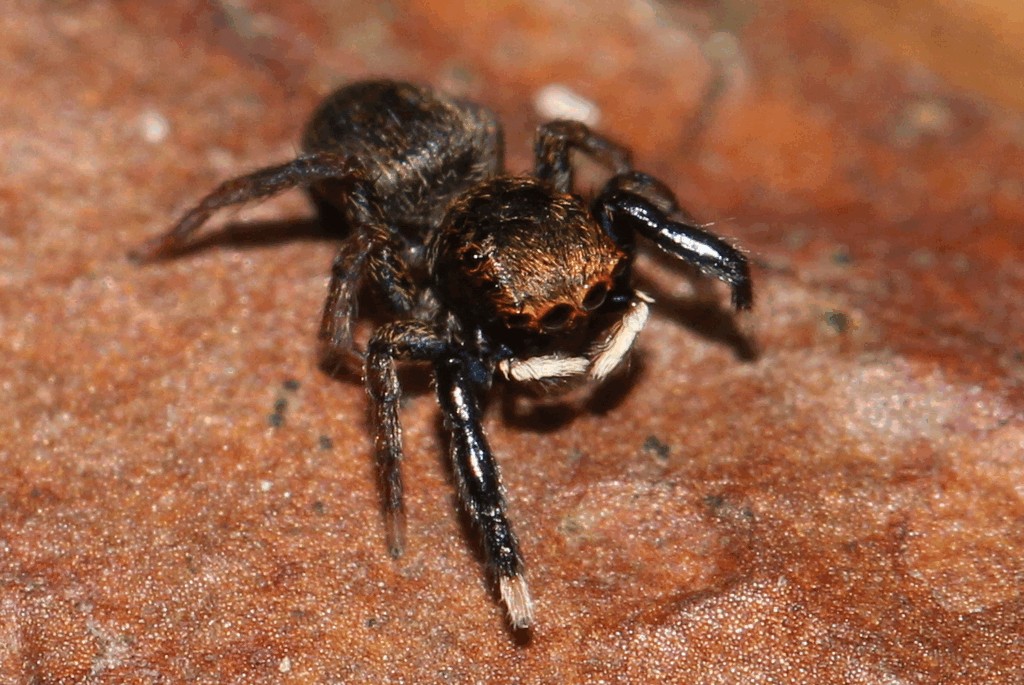 Euophrys_frontalis-1.jpg