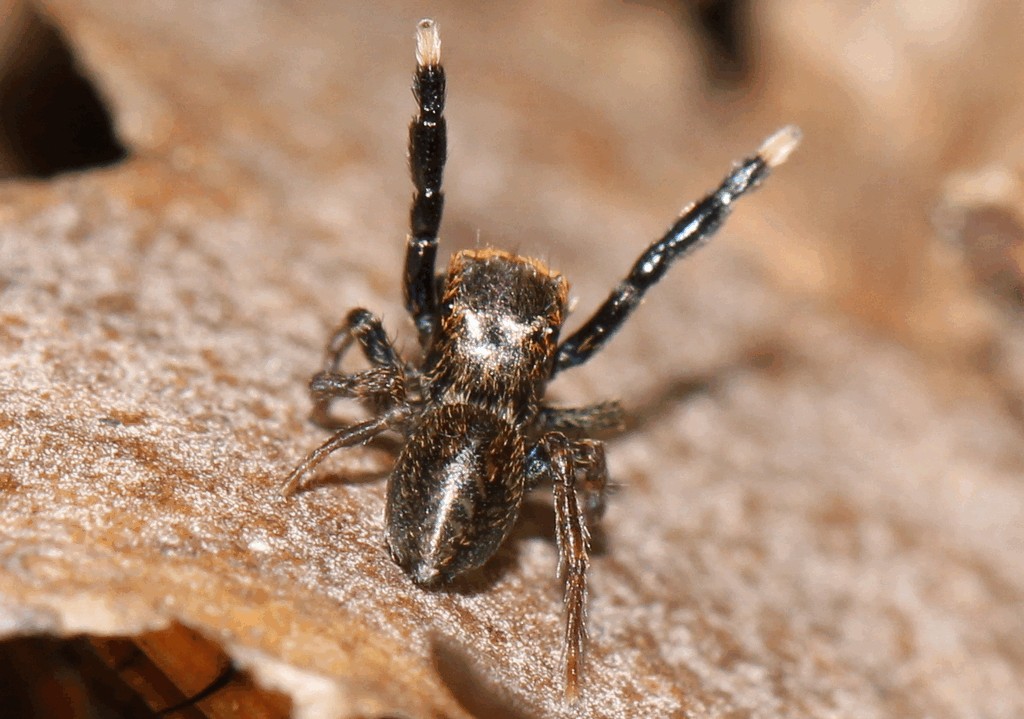 Euophrys_frontalis-2.jpg
