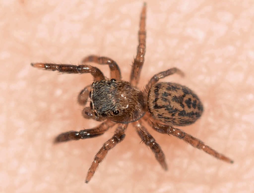 Euophrys_frontalis-5.jpg